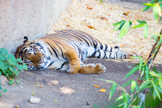 Tiger. Tiger is a predator of the cat family, which is one of the main representatives of the genus Panthera.