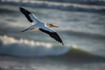 Obraz premium Gannet flying at Muriwai sunset