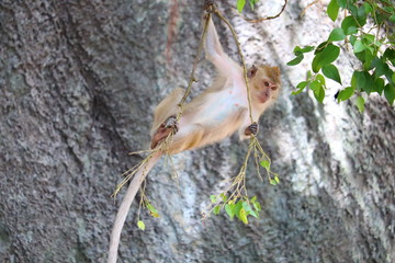 monkey