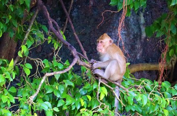 Fototapeta premium monkey