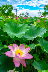 Buyeo Seodong Lotus Festival features beautifully blooming lotus flowers