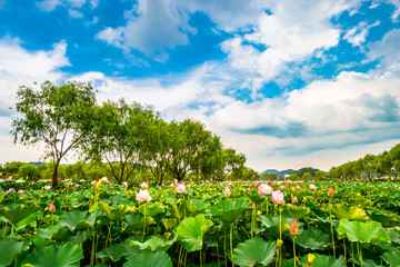 Fototapeta na wymiar Buyeo Seodong Lotus Festival features beautifully blooming lotus flowers