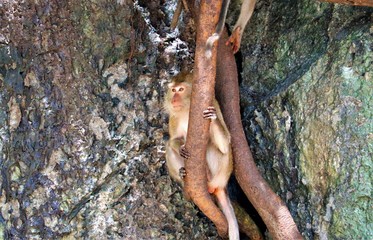monkey