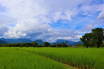 Fototapeta na wymiar rice field and blue sky