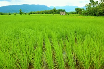 Fototapeta premium rice field