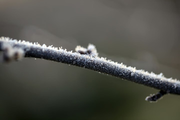 Naklejka premium Closeup big flakes of snow on branch. Selective focus of Snowflake on tree during winter, shallow depth of field