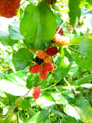 Mulberry fruit and green leaves