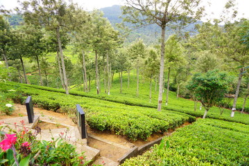 スリランカの紅茶工場見学