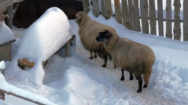 Purebred sheep lookin in to the camera on a cpld winter day.