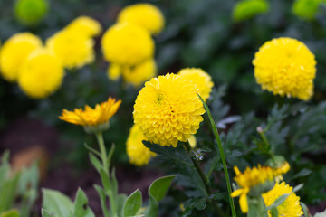 Colorful Chrysanthemum flowers meadow Spring nature background for graphic and card design