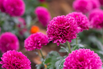 Colorful Chrysanthemum flowers meadow Spring nature background for graphic and card design