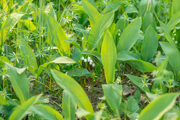 Lilies of the valley in the forest