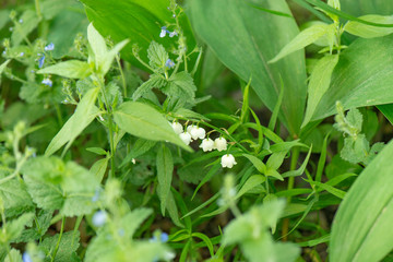 Lilies of the valley in the forest