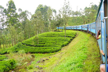 スリランカの紅茶列車