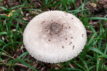 MUSHROOMS ARE SAPROPHYTES DAMAGING THE WOOD OF THE FOREST AND CREATING A HABITAT IN NATURE.