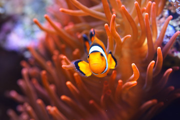 Amphiprion ocellaris clownfish in the anemon. Natural marine enriromnent