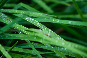 Obraz premium grass with water drops