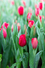 Colorful Tulip flowers meadow Spring nature background for graphic and card design