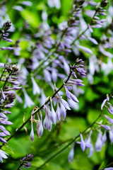 Flower hosta growing in the summer garden. - Image