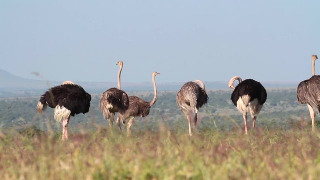 Ostrich from Kenya Beautiful shot of Ostrich group from Kenya