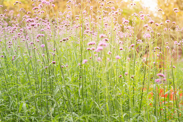 Photo of  Colorful Vervain flowers meadow Spring nature background for graphic and card design