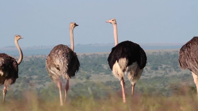 Ostrich from Kenya Beautiful shot of Ostrich group from Kenya