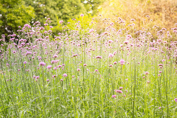 Photo of  Colorful Vervain flowers meadow Spring nature background for graphic and card design