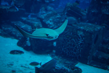 Huge manta ray fish flying underwater among other fish in oceanarium