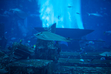 Sealife in aquarium with scate on to foreground in blue water.
