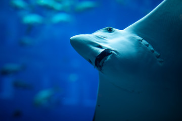 Sealife in aquarium with scate on to foreground in blue water.