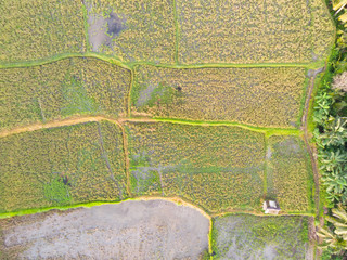 Vertical view of Rice Paddy Fields in various stages of growth 