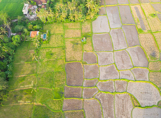 Oblique view of Rice Paddy Fields in various stages of growth 