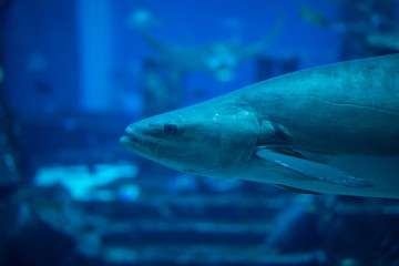 Soft fleshy underside of a ray swimming underwater in oceanarium.