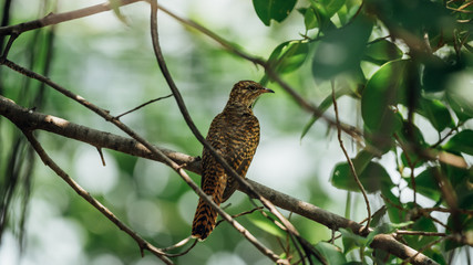 Bird (Plaintive Cuckoo) in a nature wild