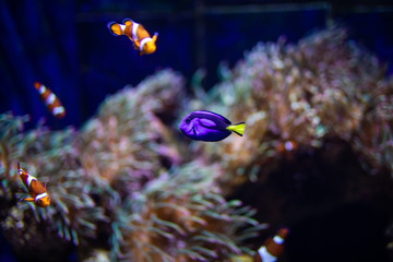 Fototapeta na wymiar Orange clown fish with corals on aquarium in oceanarium. Ocean life.
