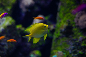 Fish color surgeon reflection floating in the aquarium