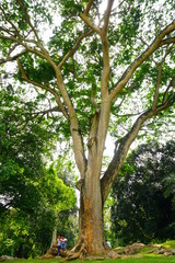 Fototapeta premium スリランカの植物園