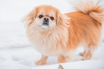 Nice golden dog of tibetan spaniel breed, metis. Life of pets, cute dog on a walk