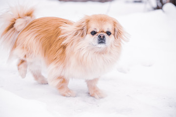 Nice golden dog of tibetan spaniel breed, metis. Life of pets, cute dog on a walk