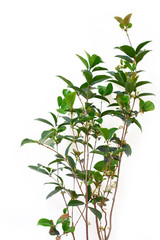 plant isolated on white background