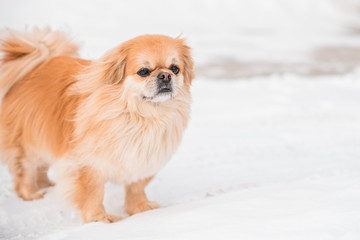 Nice golden dog of tibetan spaniel breed, metis. Life of pets, cute dog on a walk