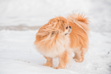 Nice golden dog of tibetan spaniel breed, metis. Life of pets, cute dog on a walk