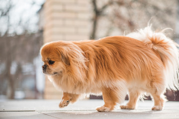 Nice golden dog of tibetan spaniel breed, metis. Life of pets, cute dog on a walk