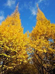 the autumn leaves in Japan