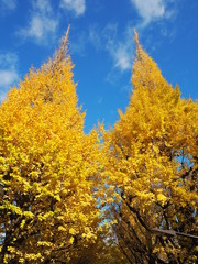 the autumn leaves in Japan