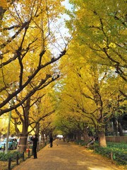 Fototapeta premium the autumn leaves in Japan
