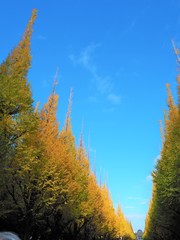 the autumn leaves in Japan