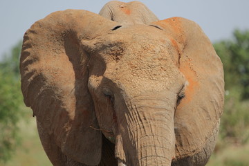 Big Boss!Tsavo East.Kenya