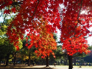 the autumn leaves in Japan