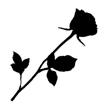 recommend clip art: Black silhouette of rose flower isolated on white background.
